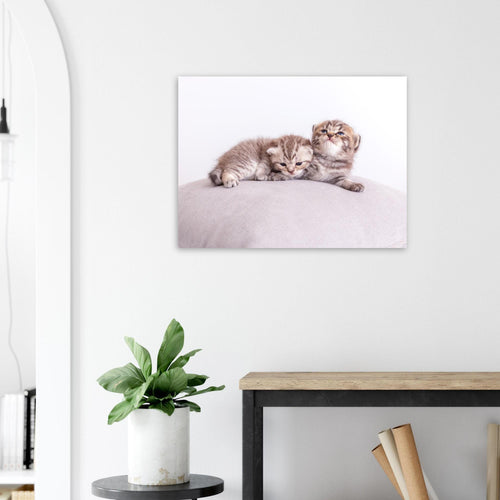 Personalized pet canvas made of aluminum – Your cat photo as a fine print – Gift for cat lovers – Wall picture with your pet