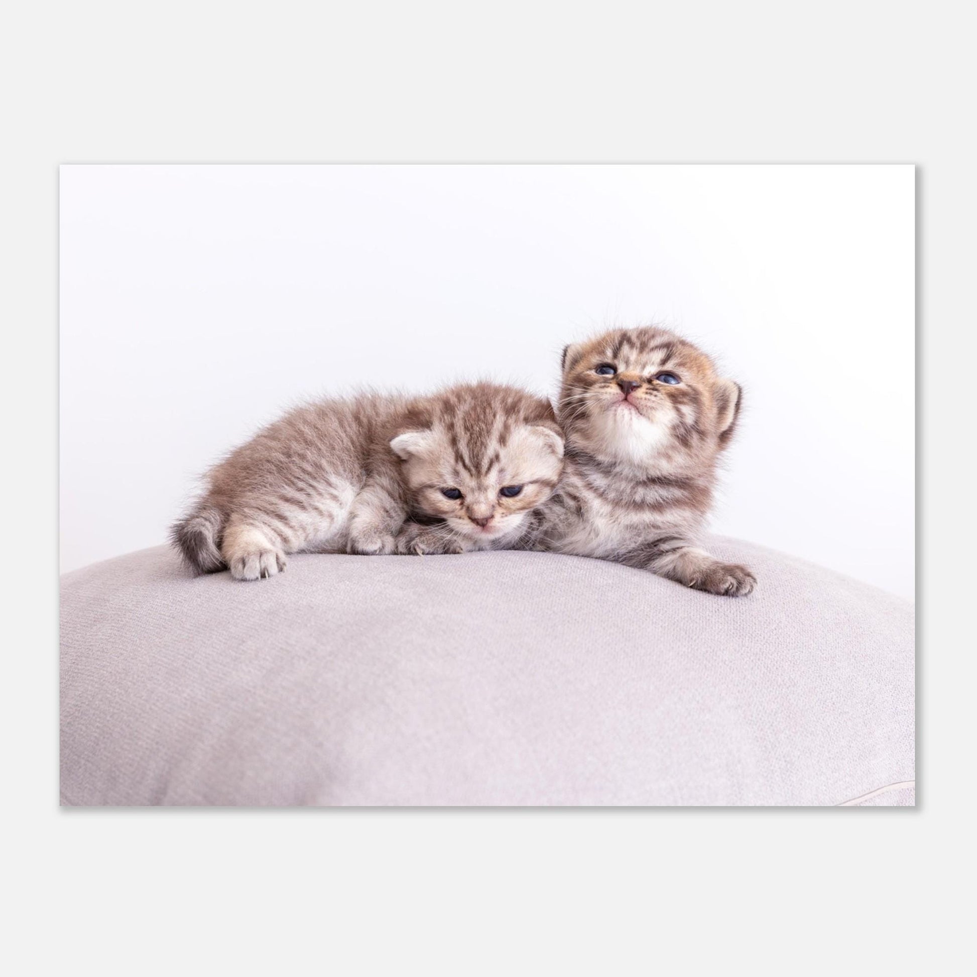 Personalized pet canvas made of aluminum – Your cat photo as a fine print – Gift for cat lovers – Wall picture with your pet
