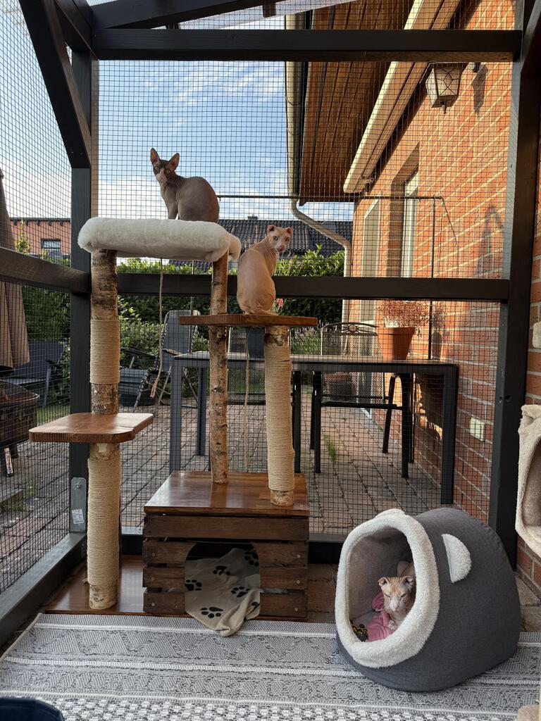 Kratzbaum "Louisa" aus Birke & Akazie – Stabil und Wetterfest | Für Innen und Außen | Mehrstöckiger Premium-Katzenbaum mit Naturholz und einer Höhle Bunterkopf