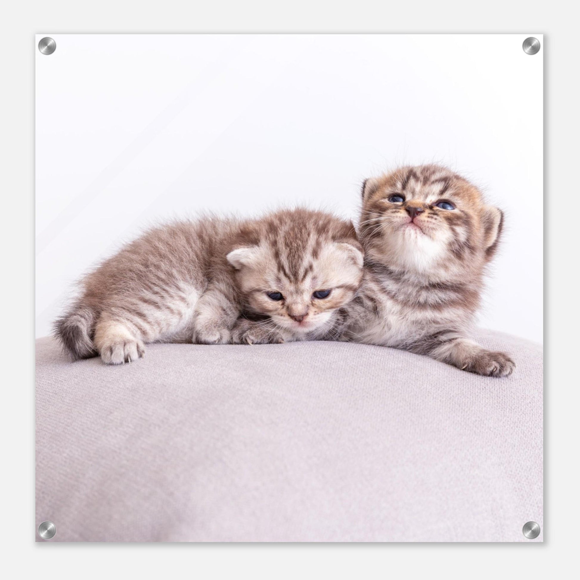 Personalized acrylic painting – Pet canvas with photo – Wall picture cat dog – Gift animal lover – Acrylic glass print animal photo
